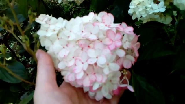 Посадка метельчатой гортензии Лайм Лайт