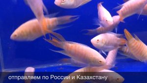 Макропод альбинос (Macropodus opercularis) Albino Paradis Fish продажа оптом