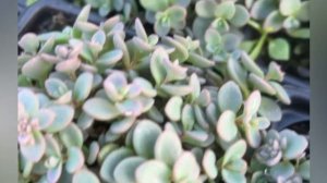 Очиток Сахалин