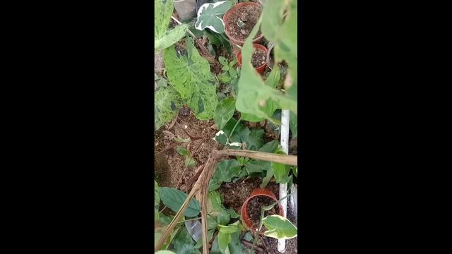 Keladi colokasia viral mojito смотреть онлайн