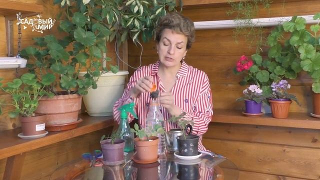 Как сохранить черенки роз зимой