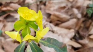 Молочай миндалевидный |  Жизнь в Адлере