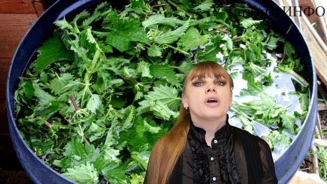 Эффективное и бюджетное удобрение /подкормка/ для сада, огорода и комнатных растений из крапивы?