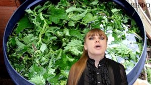 Эффективное и бюджетное удобрение /подкормка/ для сада, огорода и комнатных растений из крапивы?