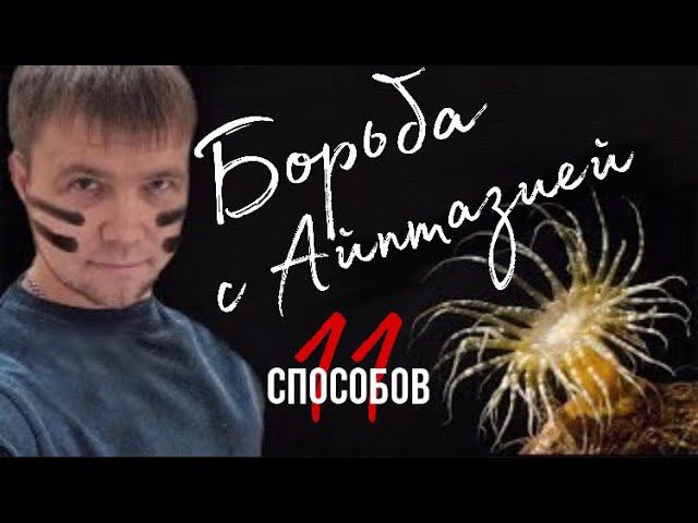 Айптазия (11 способов) | Морскойаквариум