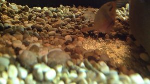 ПОПУГАЙЧИК.  Pelvicachromis pulcher. Размножение аквариумных попугайчиков.