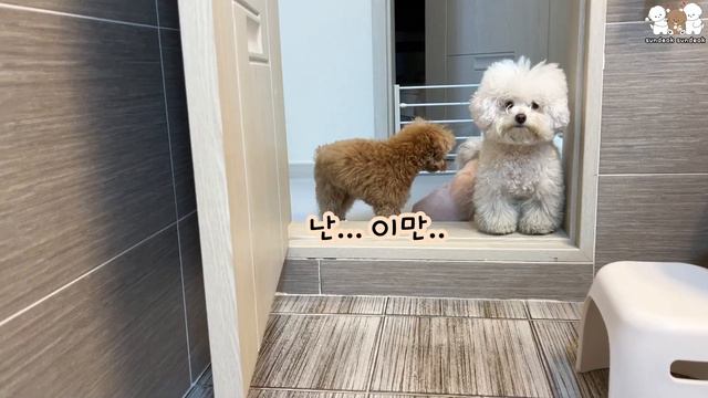 엄마 때문에 서러운 강아지 (미안해 순심아😭)