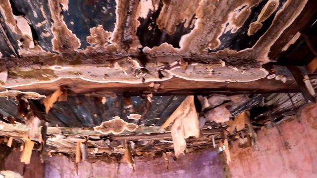 Полузаброшенная деревня "Святое". Грибы съедают дома.