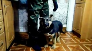 Щенок Восточно европейской овчарки Амур 2 месяца учим команды КО МНЕ СИДЕТЬ ЛЕЖАТЬ и ГОЛОС дома