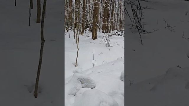 2 часть.Самый маленький заповедник в России террасно-приокский  заповедник,экскурсия.Продолжение...