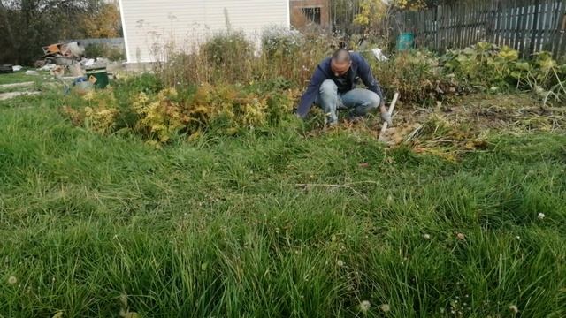 Собираю урожай, морковь с грядки смотреть онлайн