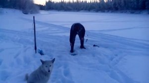 Рыбалка В Саранпауль