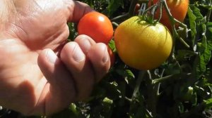 Томаты сорта Яна - обзор