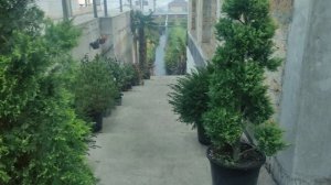 кипарисовик Купрессоципарис Лейланда Голд Райдер .