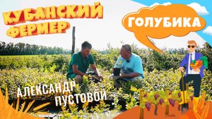 Кубанский фермер - голубика