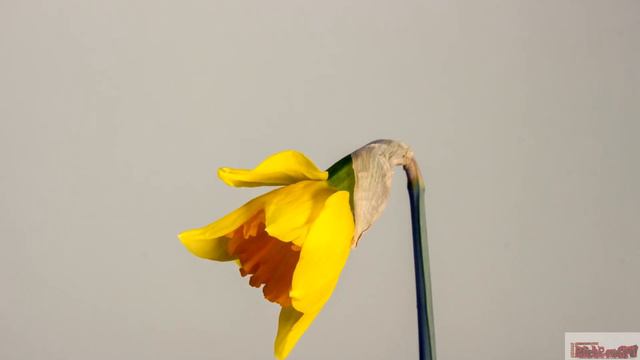 Творческий вечер #12. Всадник дороги смотреть онлайн