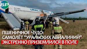 Пшеничное чудо: самолёт "Уральских авиалиний" экстренно приземлился в поле
