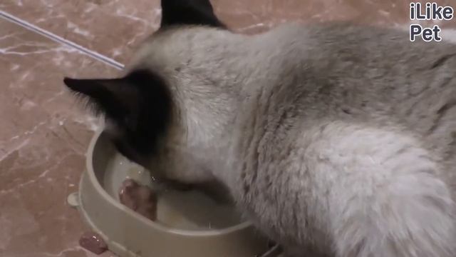 10 интересных фактов о кошках смотреть онлайн