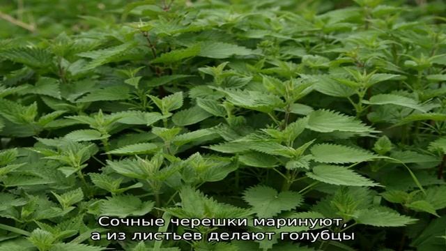 Съедобные травы в вашем саду смотреть онлайн