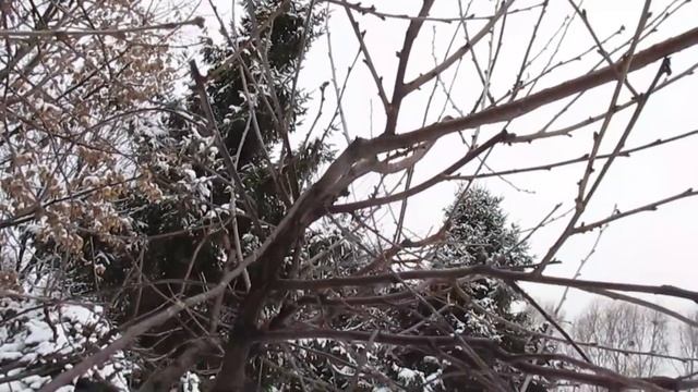 Отгибание ветвей на вишне. Вопрос - Ответ. смотреть онлайн