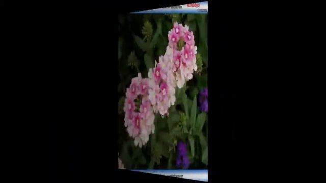 Hạt giống cây cỏ roi ngựa смотреть онлайн