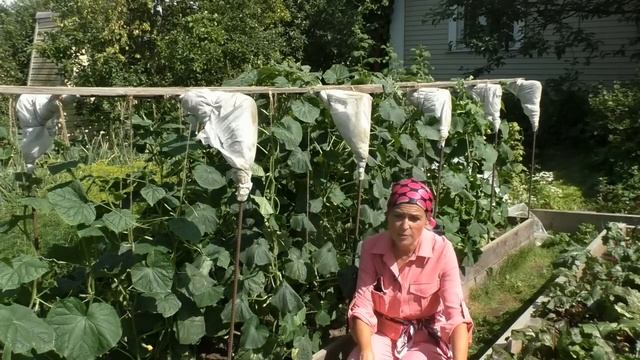 Как продлить плодоношение огурцов во второй половине лета смотреть онлайн