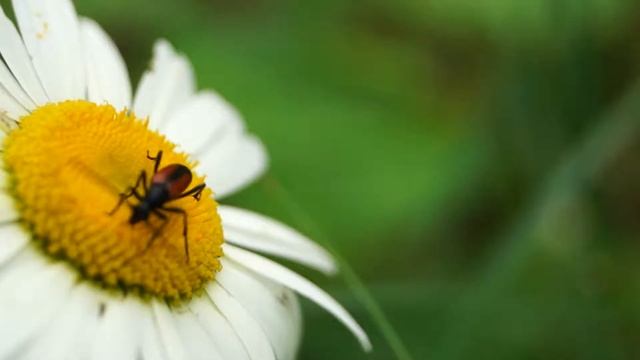 Частная жизнь насекомых. смотреть онлайн