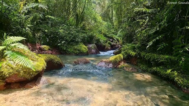Calming mountain stream sound peaceful birds chirping in the Amazon forest best place to relax