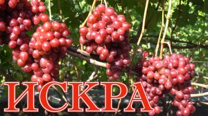 Виноград ИСКРА.