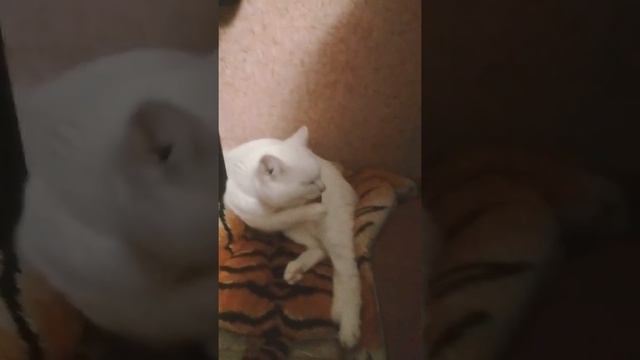 Что я делаю вечером
