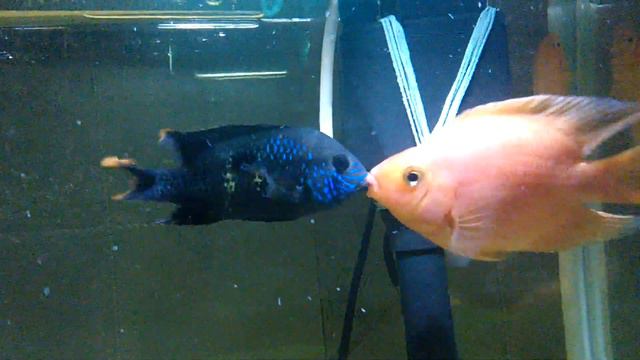 Бой аквариумных рыбок до победного смотреть онлайн