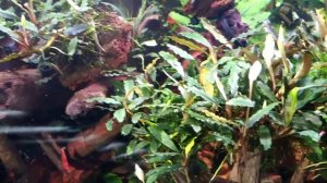 Bucephalandra planted tank Буцефаландры в моем аквариуме в солнечном свете😀😀😁
