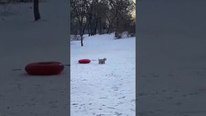 Забавные животные №34