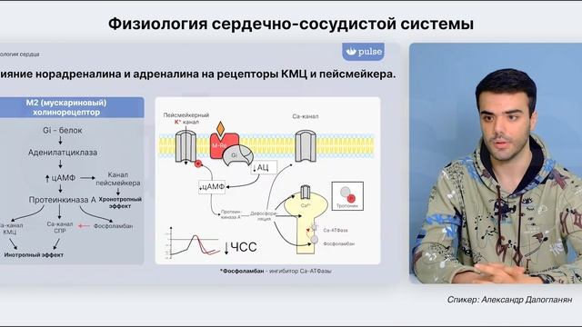 Физиология сердечно-сосудистой системы: Урок II