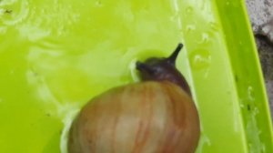 Архахатина иктерика ривер голд всё про вид#улитка_ахатина_продам #архахатины #ахатины #улитка