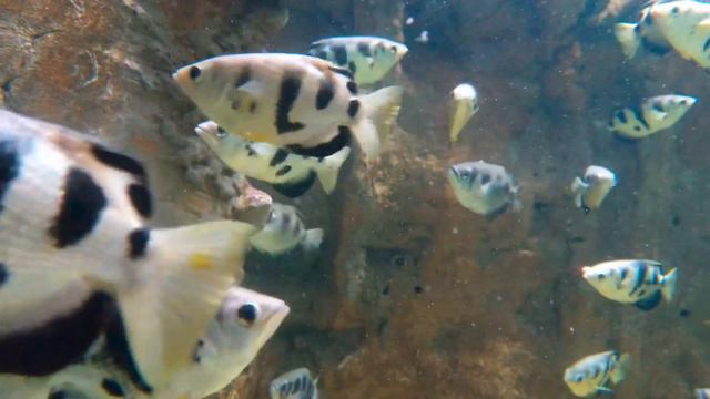 Dubai mall aquarium & underwater zoo / Wonderful Dubai Mall Aquarium смотреть онлайн