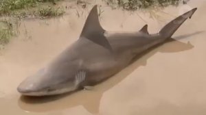 В Австралии ураган вынес акулу на проезжую часть