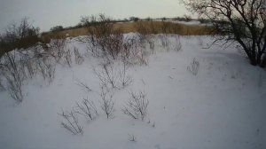 Первая Охота с Дратхааром 22 февраля 2023 г #охота#с#дратхааром#