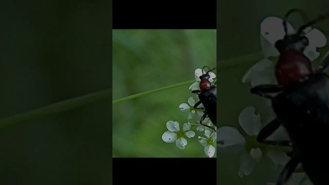 Пение птиц весной (звуки птиц, насекомых)