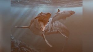 Какой Монстр Съел Большую Белую Акулу