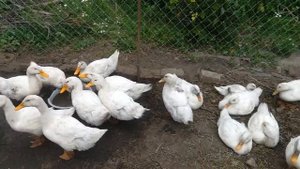 Часть 1.Одна на хозяйстве. Хочу рубить уток.