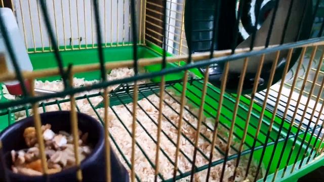 Как сделать клетку свежей, чтоб она меньше пахла?