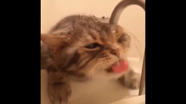 Кот пьет из под крана | Прикол Мастер смотреть онлайн