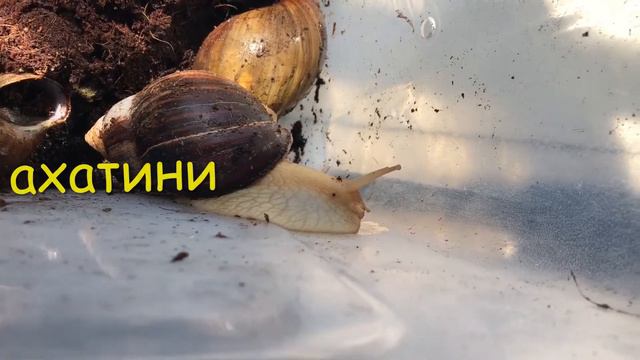 тема:" Екскурсія на СЮН" смотреть онлайн