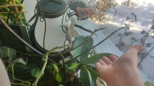 Зимний сад с прудом и карпами кои Тюмень 28.02.24г