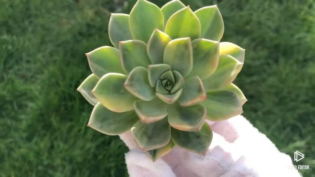 Echeveria Pretty in Pink Variegated смотреть онлайн