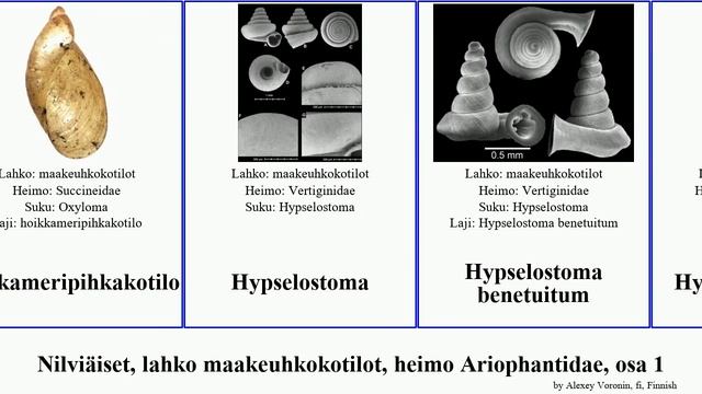 Nilviäiset, lahko maakeuhkokotilot, heimo Ariophantidae, osa 1 lens sinensis mollusca capensis смотреть онлайн