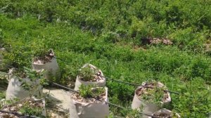 Лучший материал для использования в сельском хозяйстве || геотекстиль