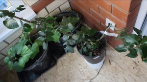 Слепые и жирующие побеги у роз. Спорные причины. Что с этим делать? Для начинающих и не только.