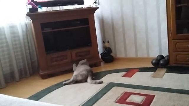 Смешной кот играет с резинкой смотреть онлайн